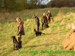 Hundetræning forår 2017
